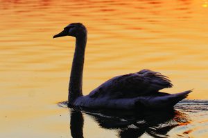 Black swan