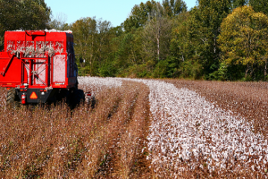 Cotton production