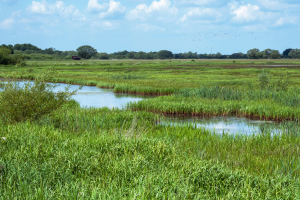 Wetlands_credit_shutterstock_AngieC333_2168632429