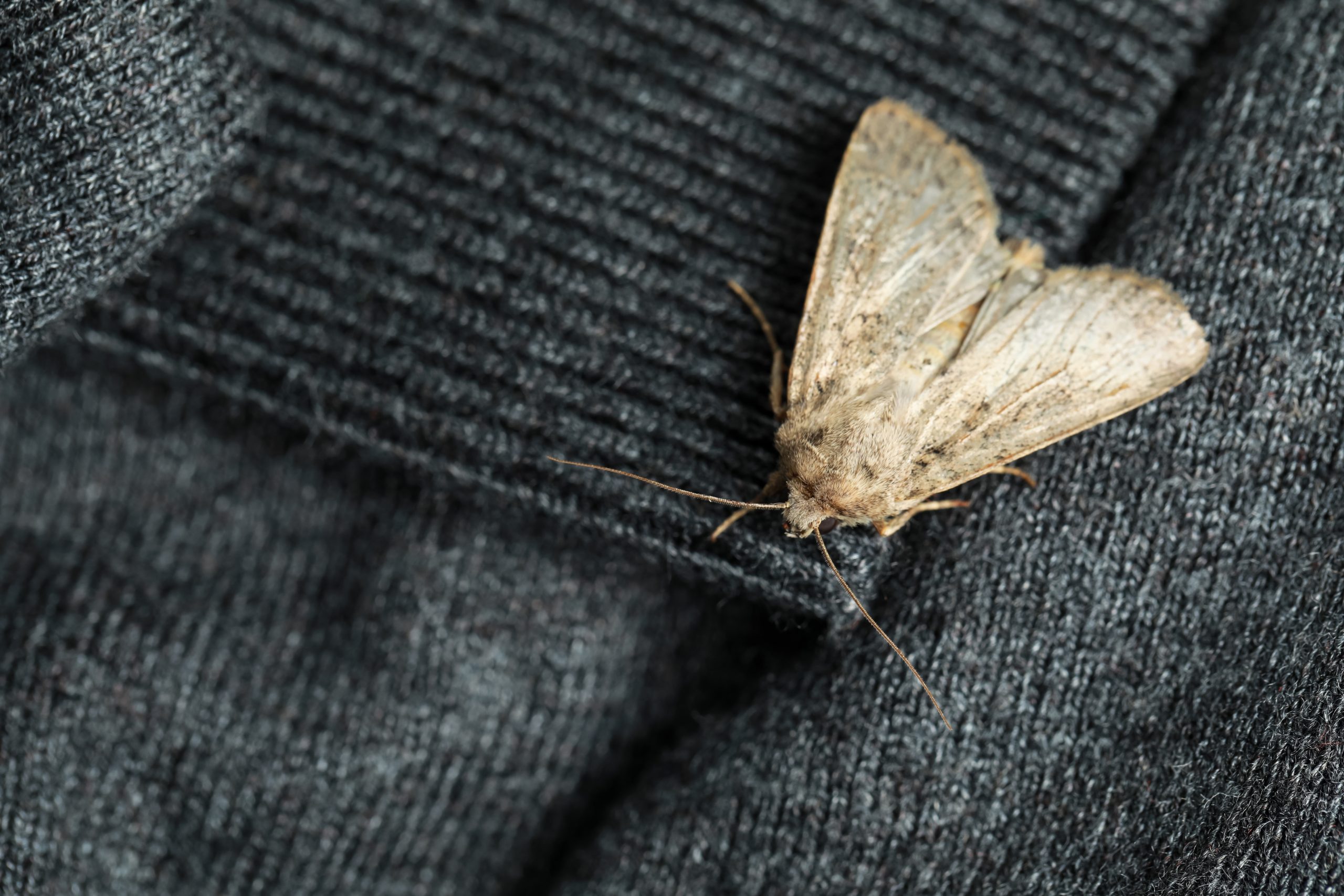 Moth infestation causes a legal flap | Property Week
