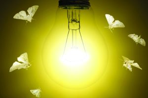 Moths-around-lightbulb-shutterstock_247075861-Protasov-AN-scaled-e1741708469702-300x200.jpg